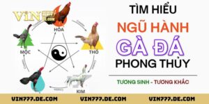 80 Màu Mạng Gà Đá - Ứng Dụng Phong Thủy Giúp Tăng Tỷ Lệ Thắng 3 80 Màu Mạng Gà Đá