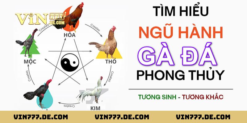80 Màu Mạng Gà Đá - Ứng Dụng Phong Thủy Giúp Tăng Tỷ Lệ Thắng 1 80 Màu Mạng Gà Đá