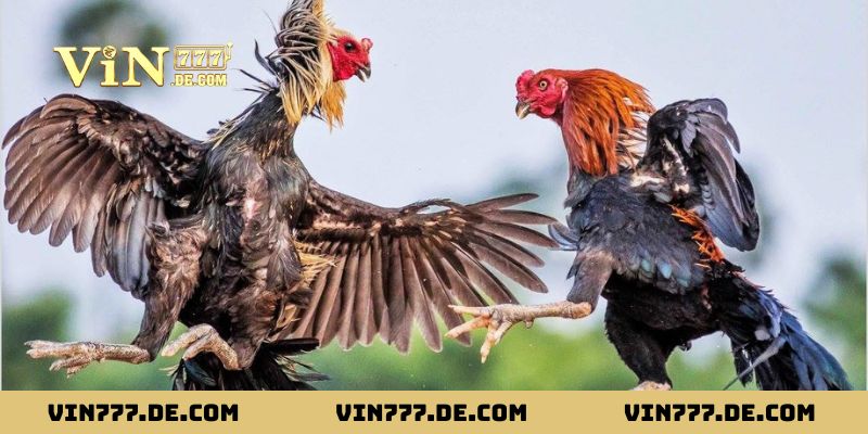 80 Màu Mạng Gà Đá - Ứng Dụng Phong Thủy Giúp Tăng Tỷ Lệ Thắng 2 Tìm hiểu khái niệm 80 màu mạng gà đá