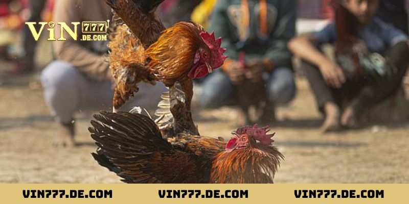 80 Màu Mạng Gà Đá - Ứng Dụng Phong Thủy Giúp Tăng Tỷ Lệ Thắng 3 Ứng dụng 80 màu mạng gà đá vào thực tế để tăng tỷ lệ thắng