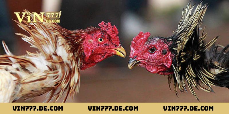 Bí Kíp Xem Ngày Gà Đá – Chọn Đúng Ngày, Tăng Cơ Hội Chiến Thắng 1 Bí Kíp Xem Ngày Gà Đá