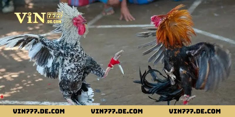 Bí Kíp Xem Ngày Gà Đá – Chọn Đúng Ngày, Tăng Cơ Hội Chiến Thắng 3 Lợi ích của việc áp dụng bí kíp xem ngày gà đá tại Vin777