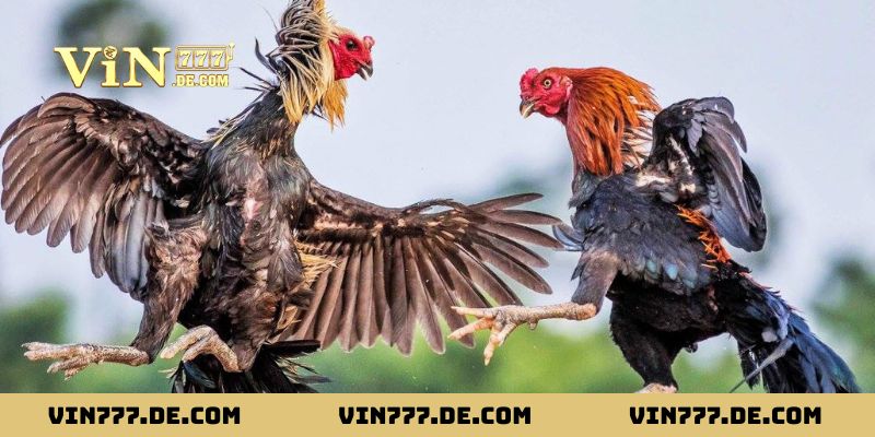 Bí Kíp Xem Ngày Gà Đá – Chọn Đúng Ngày, Tăng Cơ Hội Chiến Thắng 2 Vì sao phải áp dụng bí kíp xem ngày gà đá tại nhà cái Vin777