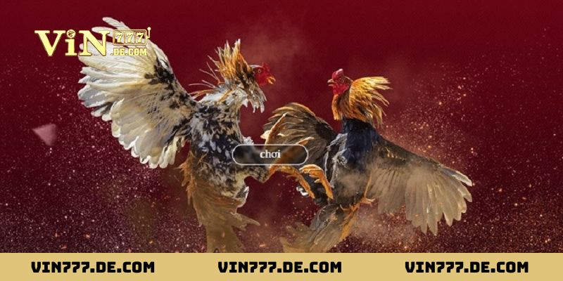 Đá gà WS 168 có tỷ lệ ăn cược cực cao